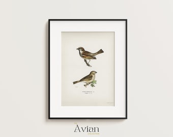 Common chiffchaff and House Sparrow female illustrated by the von Wright brothers. - Printable Digital Download