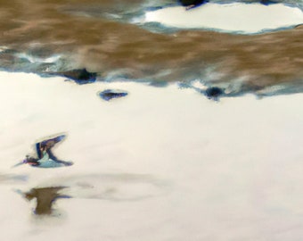 Casco Bay Maine - Sandpiper