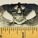 Militaria Air Force Civil Engineer Badge Pin Silver Tone - Etsy
