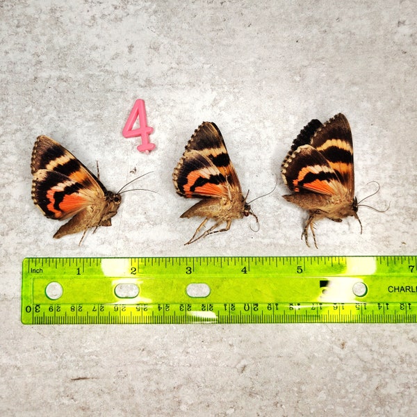 REAL Moth lot of (3) Catocala ilia underwing moths -  Near-perfect Condition Museum Quality Dried Papered Specimens for Displays