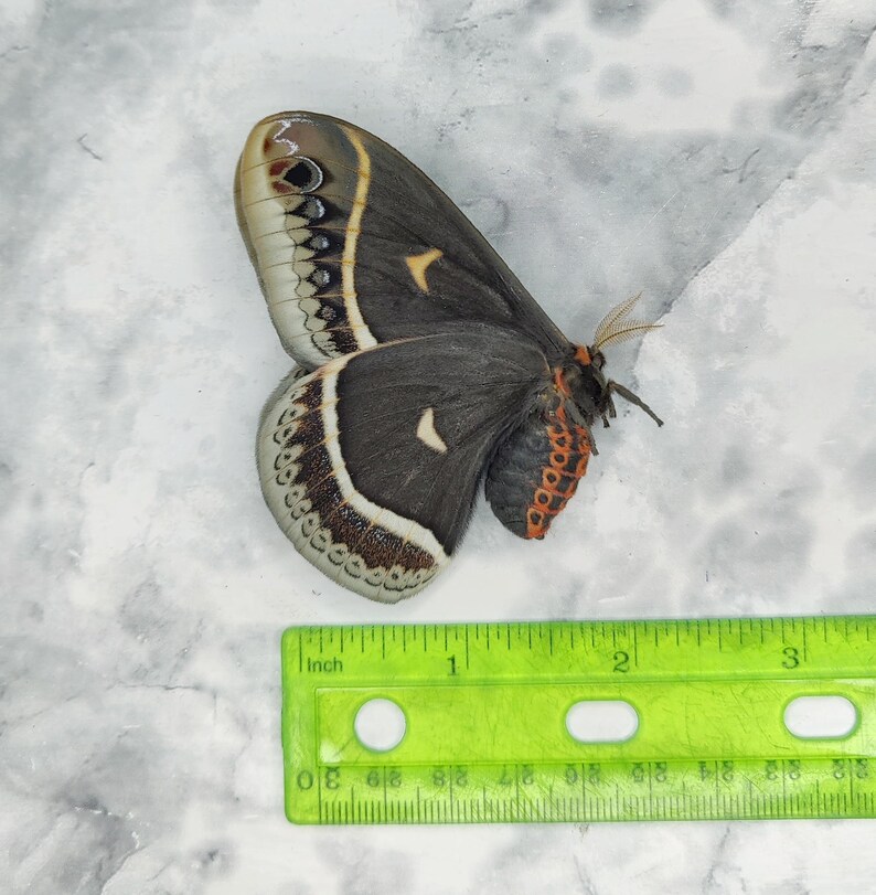REAL Eupackardia Calleta Female - Silk Moth A1 Condition Museum Quality ...