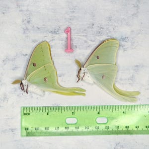REAL Silk Moth lot of (2) Male Actias Lunas Silk Moth -  A1 Condition Museum Quality Dried Papered Specimens for Displays