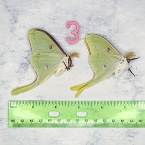 REAL Silk Moth lot of (2) Male Actias Lunas Silk Moth -  A1 Condition Museum Quality Dried Papered Specimens for Displays