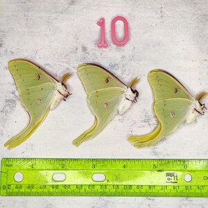 REAL (3) A1 Actias luna Silk Moths  - Condition Dried Papered Specimens for Displays. Museum condition entomology shadowbox
