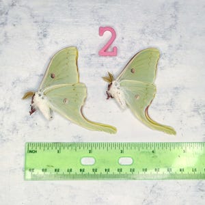 REAL Silk Moth lot of (2) Male Actias Lunas Silk Moth -  A1 Condition Museum Quality Dried Papered Specimens for Displays
