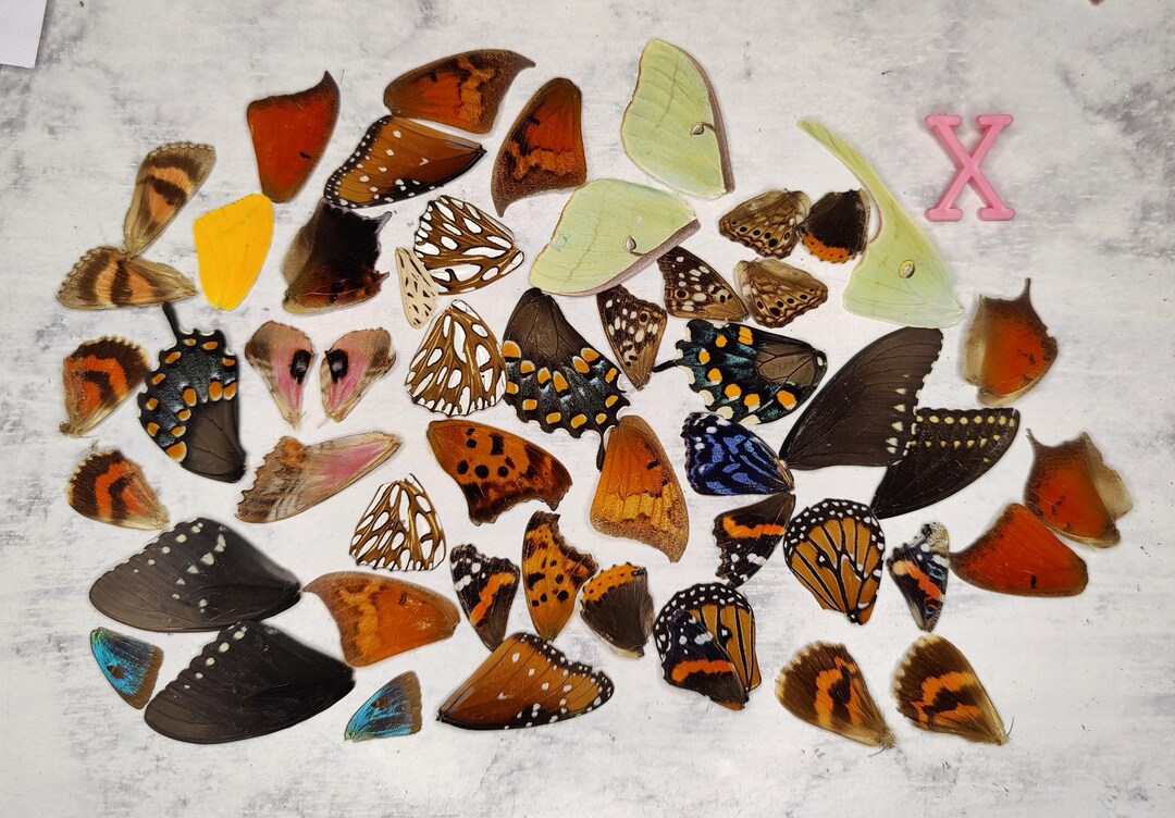 Butterfly/moth Assorted Wing Lot for Display, Taxidermy, Entomology ...