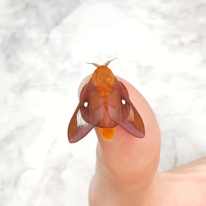 May include: A small moth with fuzzy orange body and dark reddish-brown wings featuring a single white spot on each wing. The insect has delicate feathery antennae and is positioned on a surface, displaying its wingspan and distinct coloration.