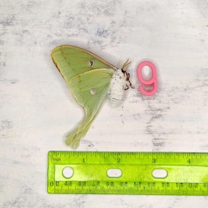 REAL Silk Moth - A1 Actias luna female  - Condition Dried Papered Specimens for Displays. Museum condition entomology shadowbox
