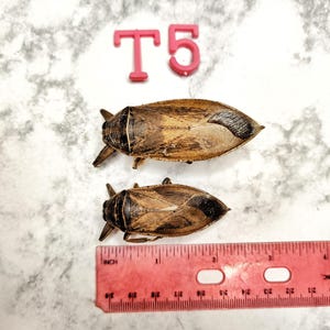 May include: Two brown and tan insects with a ruler and the pink letters "T5". The insects have a segmented body and are positioned on a white and gray surface. The ruler is red and shows inch measurements.