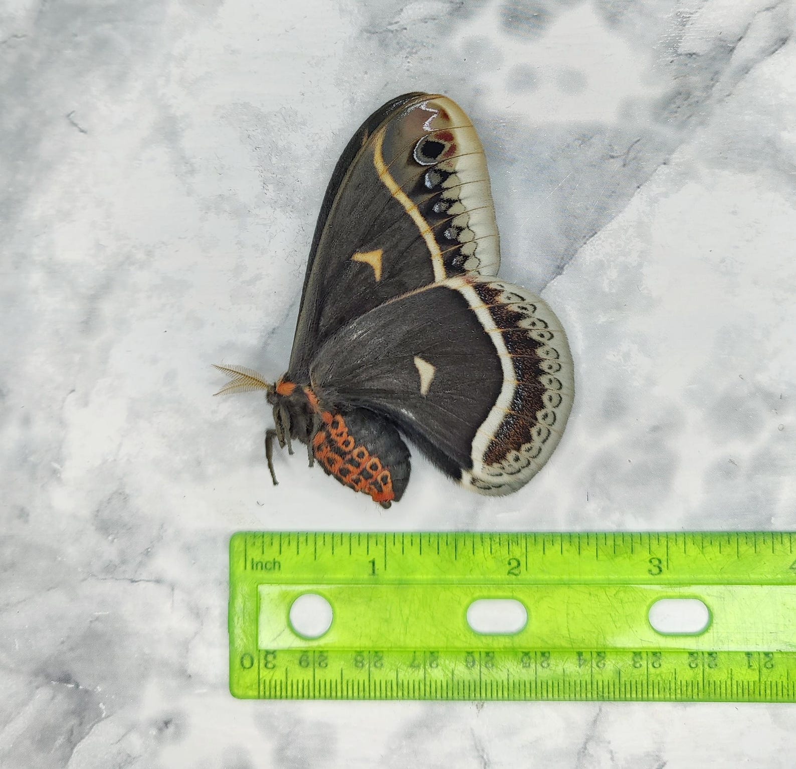 REAL Eupackardia Calleta Female - Silk Moth A1 Condition Museum Quality ...