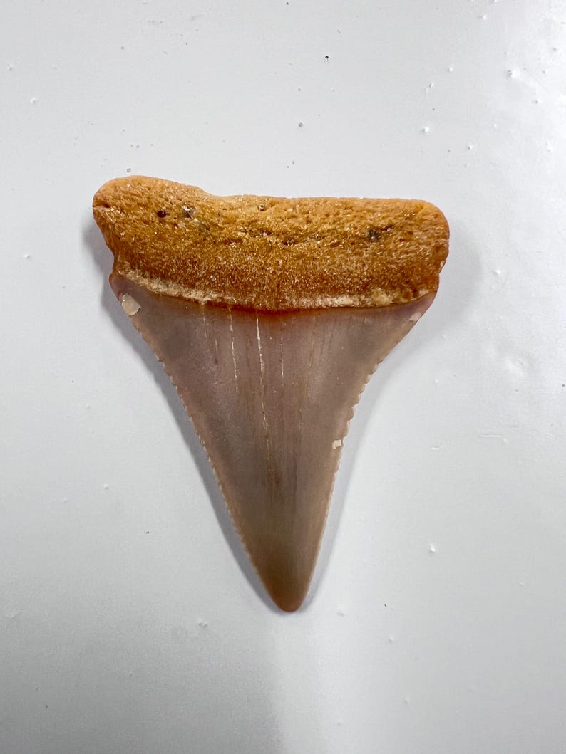 Fossil Great White Shark Tooth South Africa - Etsy
