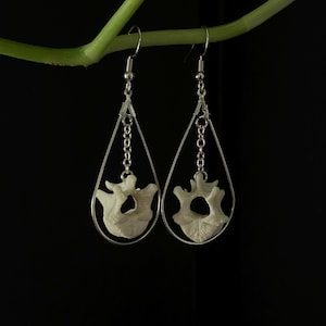Teardrop Raccoon Vertebrae Earrings - Oddities and Curiosities