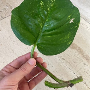 Giant Variegated Pothos Cutting - Devils Ivy
