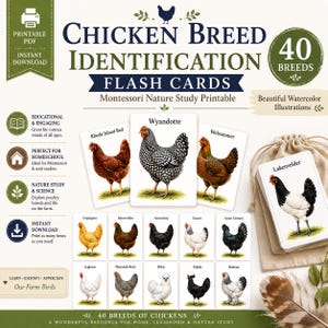 May include: A set of 40 printable chicken breed identification flash cards featuring watercolor illustrations of various poultry. The cards display names like Wyandotte, Rhode Island Red, Welsummer, and Lakenvelder, accompanied by a small beige drawstring bag.