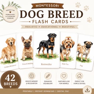 Puede incluir: Un conjunto de tarjetas didácticas Montessori de razas de perros con ilustraciones de un Golden Retriever, Bulldog Francés, Rottweiler, Shih Tzu y Pug. Las tarjetas incluyen el texto "MONTESSORI DOG BREED FLASH CARDS" y "42 BREEDS".