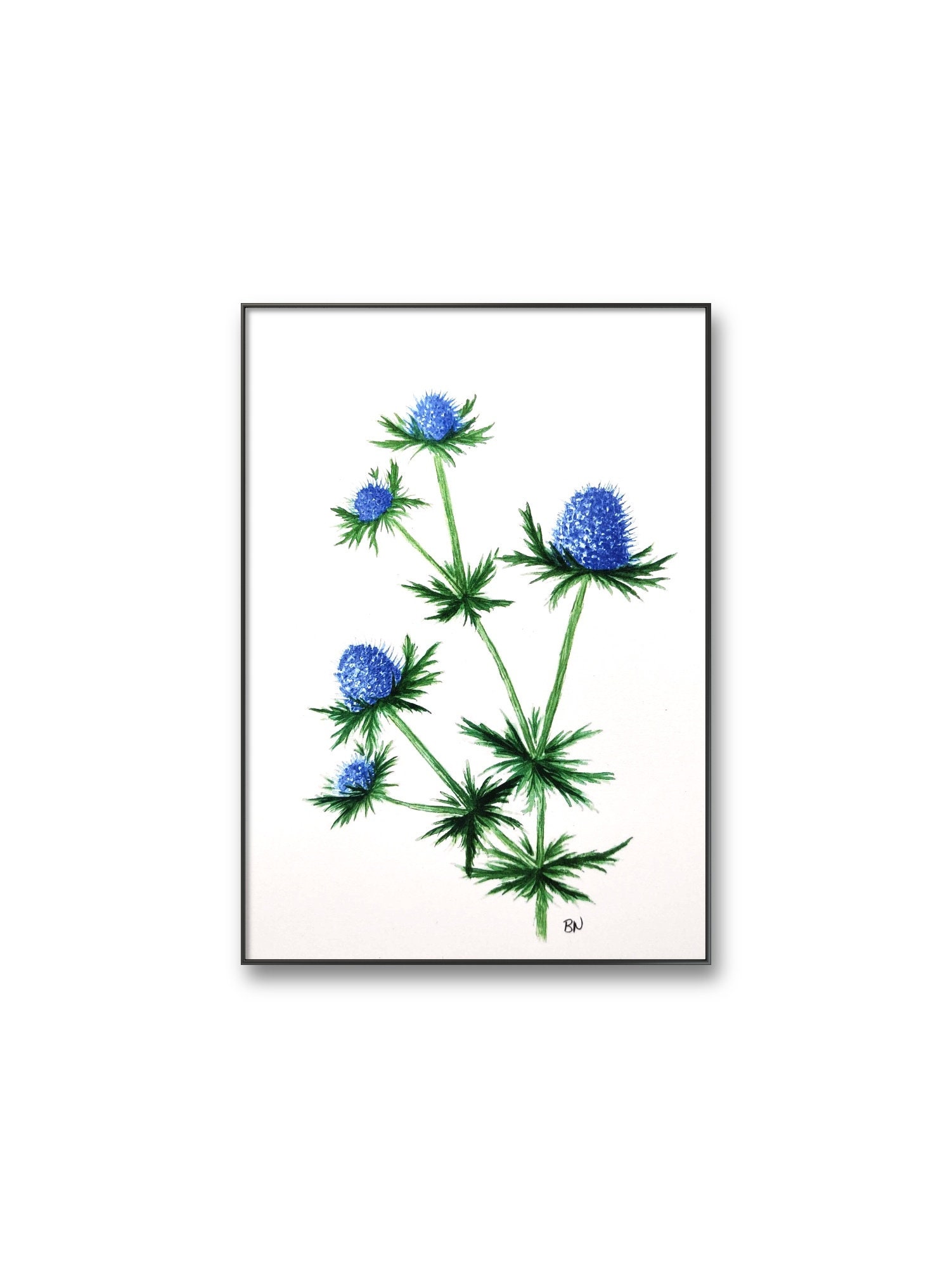 Blue Thistle Art Print Blue Flower Wall Art Blue Thistle Watercolor blue-thistle-art-print-blue-flower-wall-art-blue-thistle-watercolor