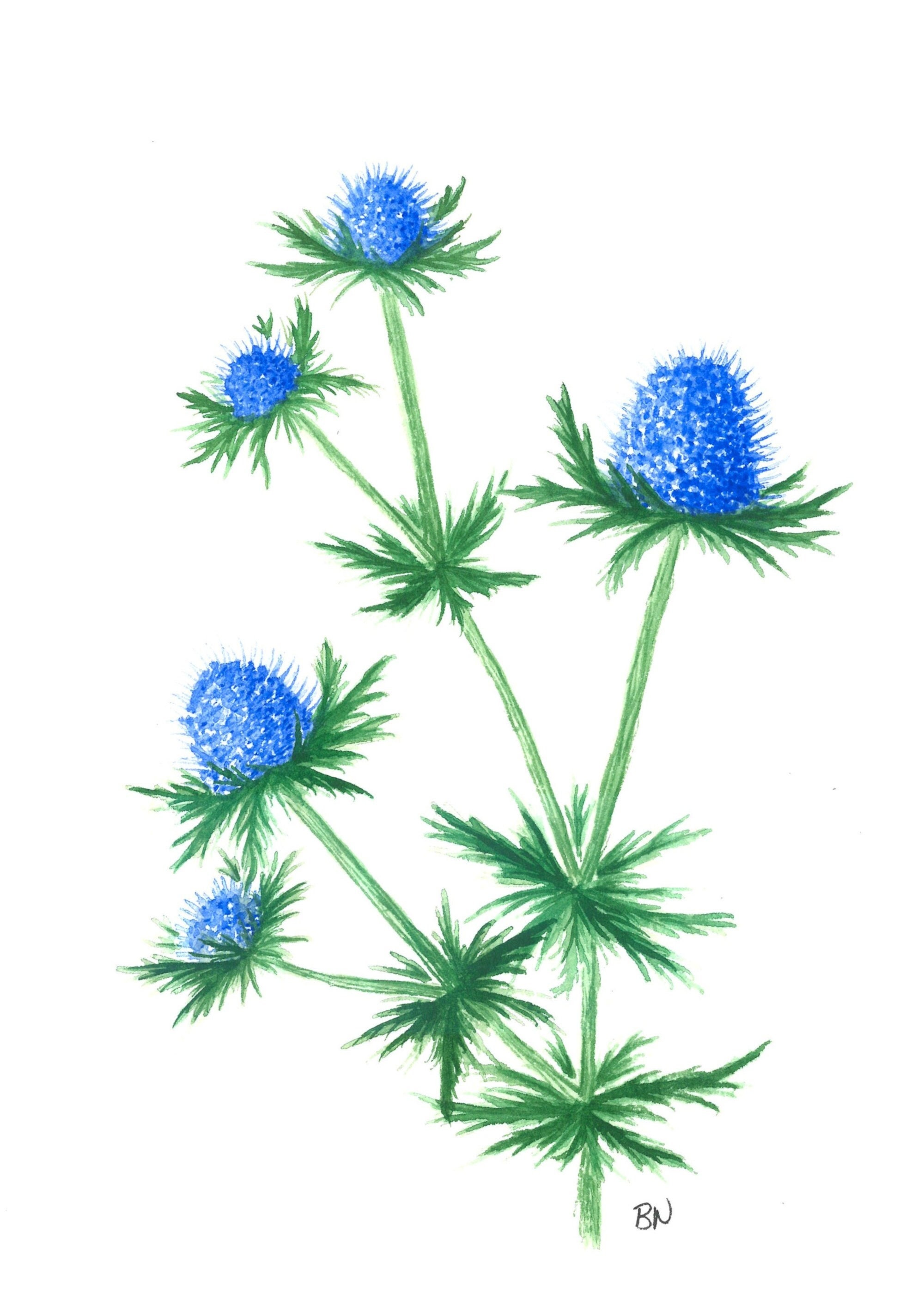 Blue Thistle Art Print, Blue Flower Wall Art, Blue Thistle Watercolor