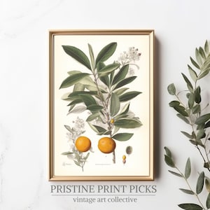 Orange Tree Picture Perfect Wall Art  - Add a Splash of Color and Nature&#39;s Beauty to Your Décor.
