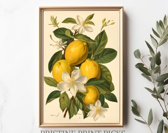May include: Vintage botanical illustration of a lemon tree branch with yellow lemons and white blossoms. The illustration is in a gold frame.