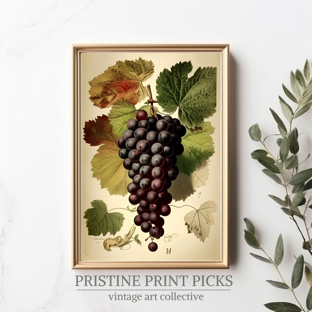 Vintage Grape Print Vineyard Wall Decor This Elegant and Vintage
