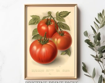 May include: Vintage botanical illustration of three red tomatoes on a vine with green leaves. The image is titled "Tomato, Smooth,  Dwarf,  cultivated,  Smooth,  from  Adriatic,  Ear of Red,  Smooth,  Ear of Red,  Chartreuse,  Very  Aromatic,  Cultivated  Seed".