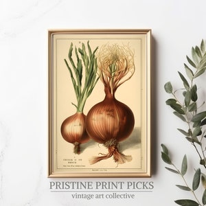 Timeless Onion Print: Vintage-Inspired Vegetable Wall Decor for Rustic Kitchen Wall