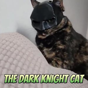 Halloween Batcat Cat Mask for fun | Personalized Fit in S, M, L,  Custom Sizes | Insta & TikTok Ready | Unique Pet Costume