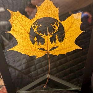 May include: A framed, yellow maple leaf with a black silhouette of a deer with antlers and trees inside a circle.