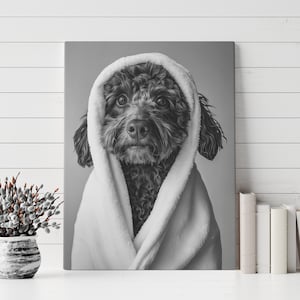 Peut inclure: Une photo en noir et blanc d'un chien portant une serviette à capuche blanche. Le chien regarde directement la caméra.