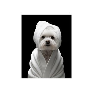 Maltese Bathroom Art | Poster