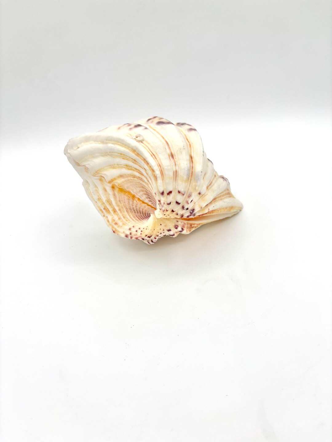 Vintage Speckled Giant Clam Seashell Tridacna Big Conch Natural ...
