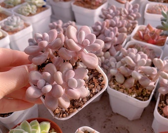 Peut inclure: Gros plan sur une plante succulente rose dans un petit pot blanc. La plante a des feuilles charnues et arrondies et est entourée d'autres succulentes dans des pots similaires.