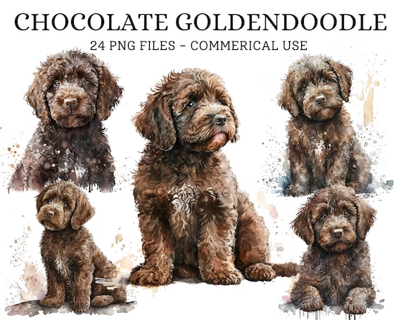 Chocolate goldendoodle hot sale