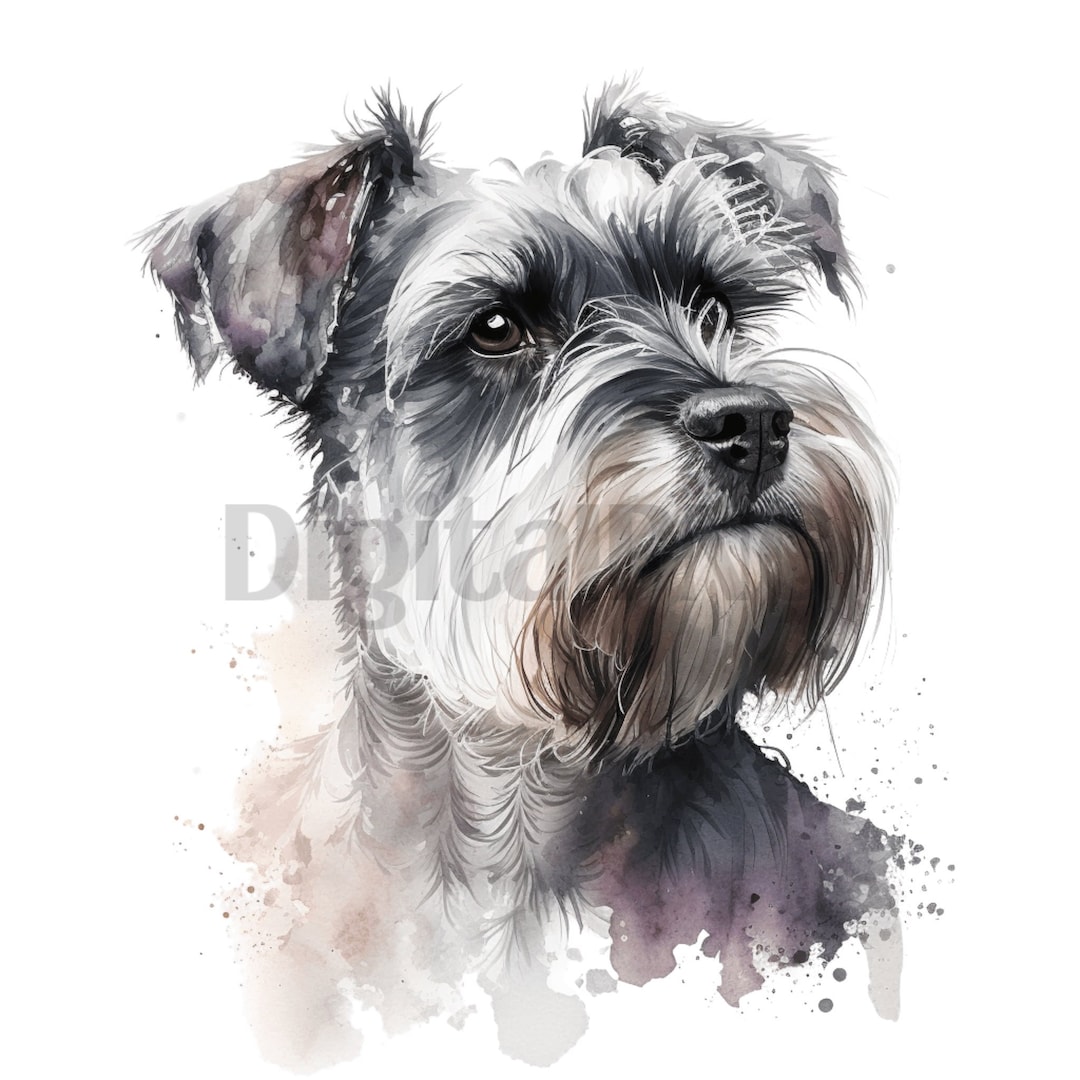 Miniature Schnauzer Clip Art Watercolour 12 High Quality PNG Miniature