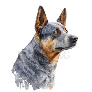 Blue Heeler Clipart, 12 Jpgs, Digital Paper Craft, Junk Journal ...