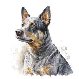 Blue Heeler Clipart, 12 Jpgs, Digital Paper Craft, Junk Journal ...