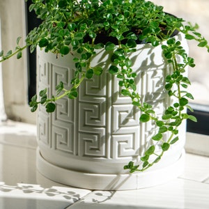 Może przedstawiać: Mała zielona roślina z pnączami zwisającymi, rosnąca w białej ceramicznej doniczce z geometrycznym wzorem. Doniczka ma biały spodek.