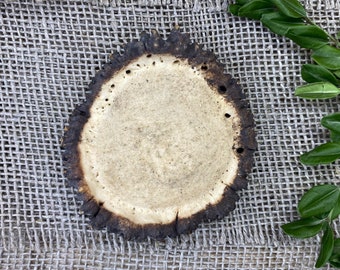 Large Naturally Shed Red Deer Antler Burr, Crafting Supplies