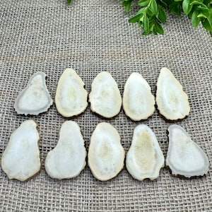 Juego de 10 astas de alce pulidas y cortadas para joyería, fresas pulidas, fichas de astas para manualidades y colgantes de astas.
