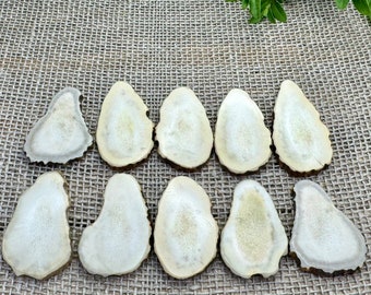 Polished Moose Antler Slices, Jewelry Making Supplies, Real Antler Tokens for DIY Craft