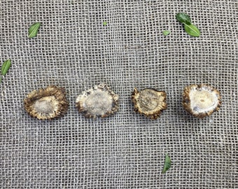 4 Naturally Shed Roe Deer Antler Burrs, Craft Supplies