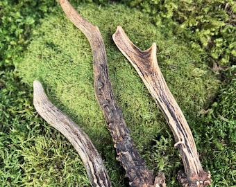 Shed Roe Deer Antler Set, Natural Antler for Crafting, Engraving