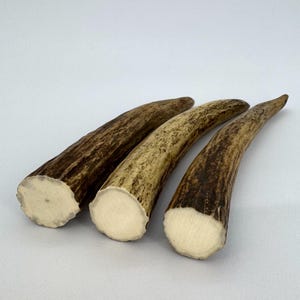 Set of 3 Moose Antler Tines for Crafting, Cruelty Free Real Antler Supply for Makers, Creators. Horn for Handles, Pendants & DIY Projects