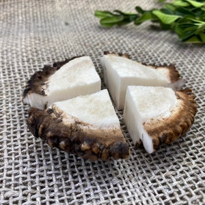 Large Red Deer Antler Burr Cut into 4 Parts – Naturally Shed Rosette for Crafting, Engraving, Antler Crown/Coronet, Wild Antler from Europe