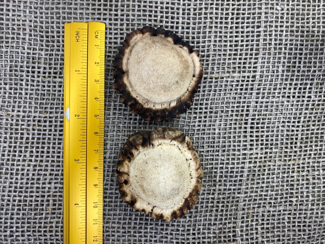 2 Naturally Shed Red Deer Antler Burrs Antler Rosettes Antler Roses 2 Naturally Shed Red Deer Antler Burrs Antler Rosettes Antler Roses