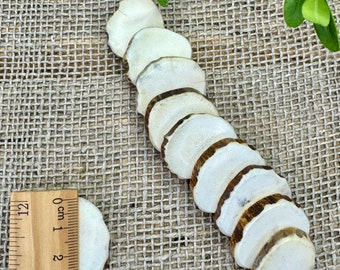 Polished Moose Antler Slices – 3cm Natural Craft Supplies