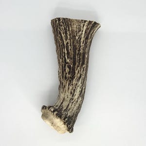 Può includere: Un osso di cervo da masticare per cani, di colore marrone e bianco. L'osso di cervo è lungo circa 15 cm e ha una superficie ruvida e testurizzata.