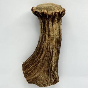 Può includere: Un corno di cervo di colore marrone chiaro con una superficie ruvida e testurizzata. Il corno ha la forma di un piccolo corno curvo.
