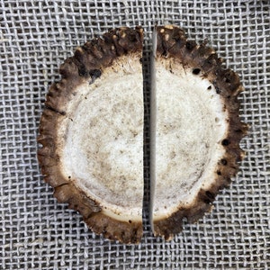 Big Red Deer Antler Burr Cut into 2 Parts – Naturally Shed Rosette for Crafting, Engraving, Antler Crown/Coronet, Wild Antler from Europe