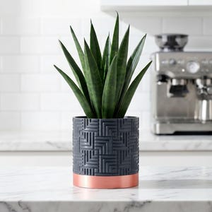 Può includere: Una pianta di serpente in vaso con lunghe foglie verdi in una fioriera grigio scuro con una base color rame. La fioriera ha un motivo geometrico. La pianta è su un piano di lavoro bianco davanti a un paraschizzi di piastrelle bianche e una macchina per caffè espresso in acciaio inossidabile.